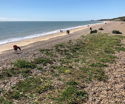 Spectra staff organise beach clean